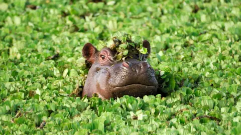 Getty Images Wild hippo in Africa