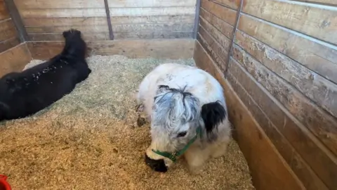 A white shaggy mini cow sits in a pen at the LA equestrian centre 