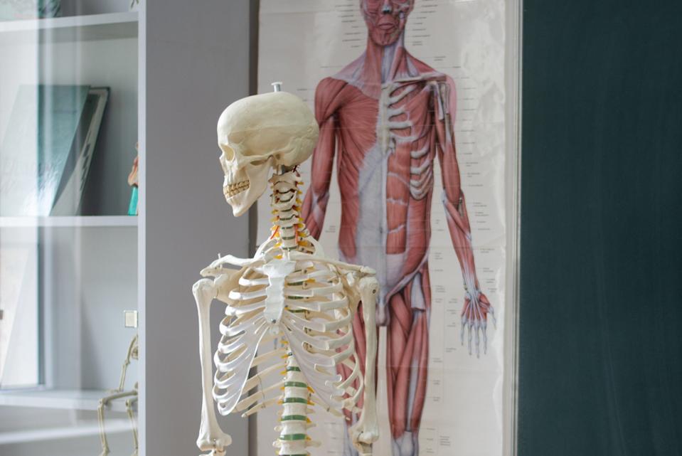 A classroom scene with a human skeleton model next to a blackboard and anatomical chart in the background