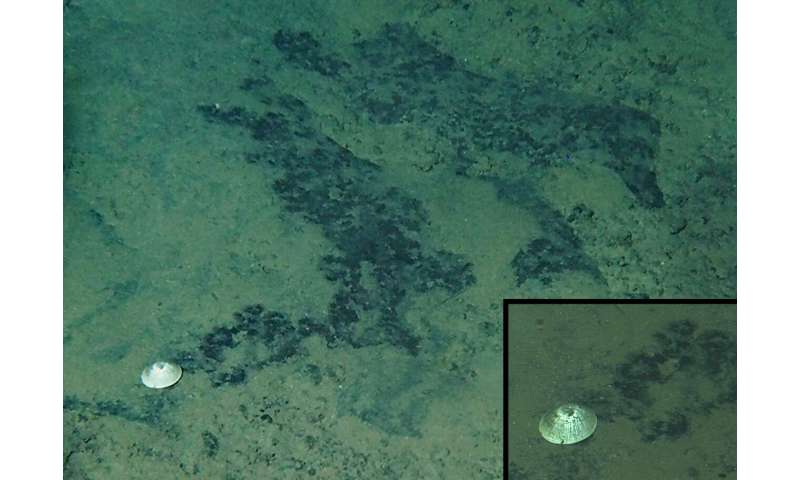 Record-breaking 'gigantic' deep-sea limpet species named after ONE PIECE character