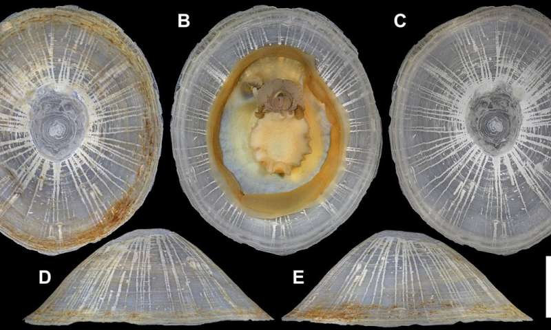 Record-breaking 'gigantic' deep-sea limpet species named after ONE PIECE character