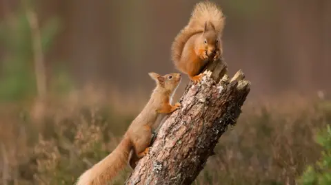 Peter Cairns Two red squirrels on a tree stump. One of them is walking up the side of it while the other sits on the top and looks to be eating something.