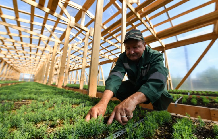 A worker in dark green work jumper and hat pulls out spruce sprouts for forest recovery in a greenhouse with a wooden frame structure.
